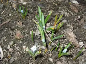 iris66 — 17. března 2012