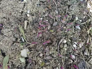 sucho a fialová lebeda ta vyroste všude