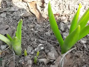 Hyacinty
