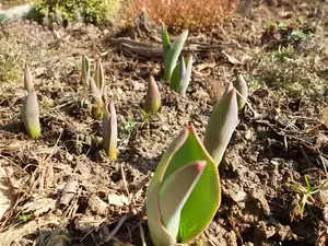 Tulipány