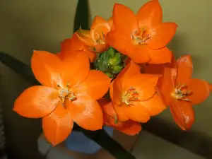 iris66 — 19. března 2012