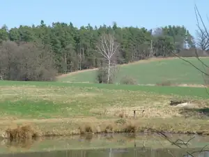 zase ta bříza