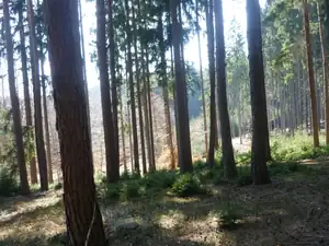 sluníčko les prosvětlilo
