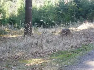 trávy a stromky