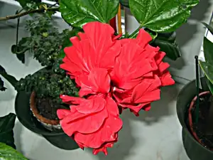 iris66 — 24. března 2012