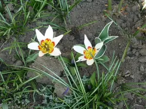 pidi tulipánky