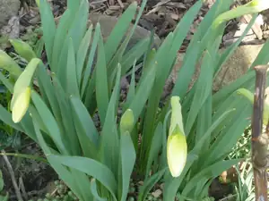 pondělí- už pokvetou
