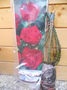 Tu jsem si v sobotu zasadila k narozeninám