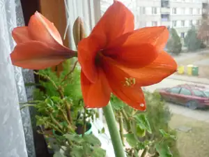 AMARYLIS