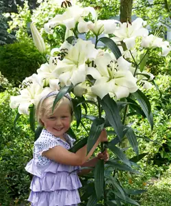 Vysoké lilie bílé
