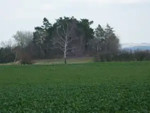 opět bříza