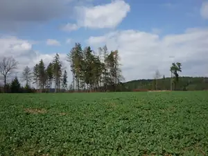 další pole/řepka/už měla nakvět