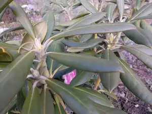 rhododendron