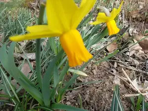 narcisky