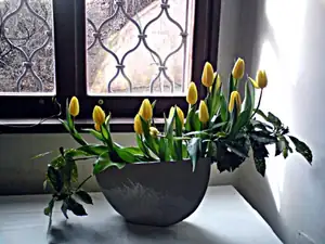 iris66 — 1. dubna 2012