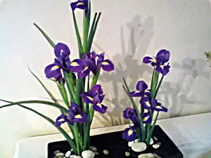 iris66 — 1. dubna 2012