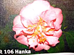 iris66 — 1. dubna 2012