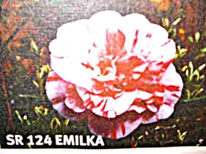 iris66 — 1. dubna 2012
