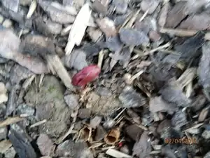 Loni od sousedky jsem si odkopla kousek pivoňky, hned uschnula zastřihla jsem jí a hurá letos začíná rašit.