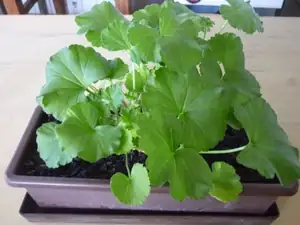 jeden muškát.-loňská sazenice - plný truhlík