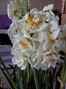 iris66 — 4. dubna 2012