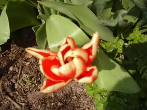 Tulipan