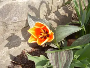Tulipan