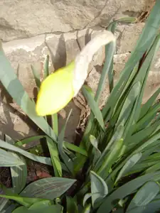 Narcis