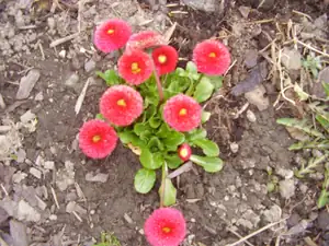 Sedmikraska