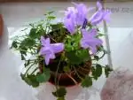 Campanula