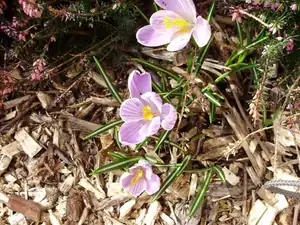 Krokus