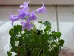 Campanula