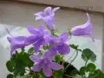 Campanula