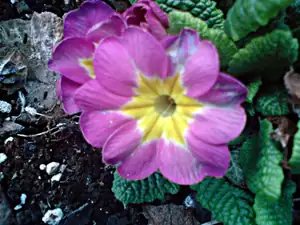 iris66 — 11. dubna 2012