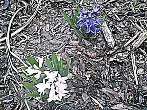 hyacinty