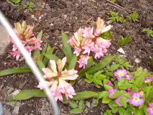 Hyacinty