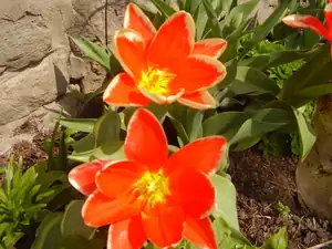 Tulipanky