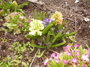 Hyacinty