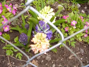 Hyacinty