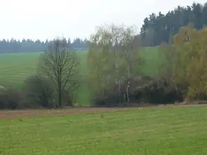 a zase břízy