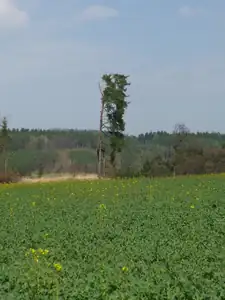 řepka už kvete