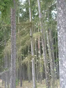 les