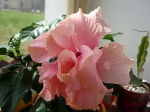 sobota ibišek
