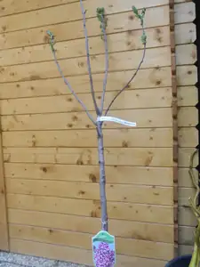 Včerejší úlovek..šeřík