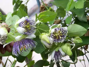 Passiflora Actinie