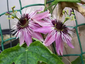 Passiflora Victorie