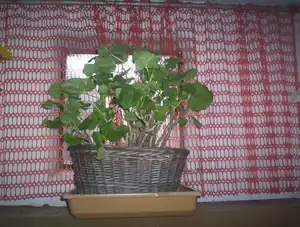 buliznik — 16. dubna 2012