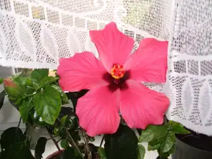 iris66 — 16. dubna 2012