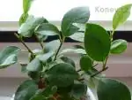 Fikus benjamin-bonsai