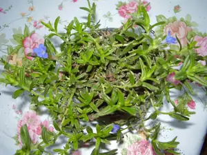 Litodora